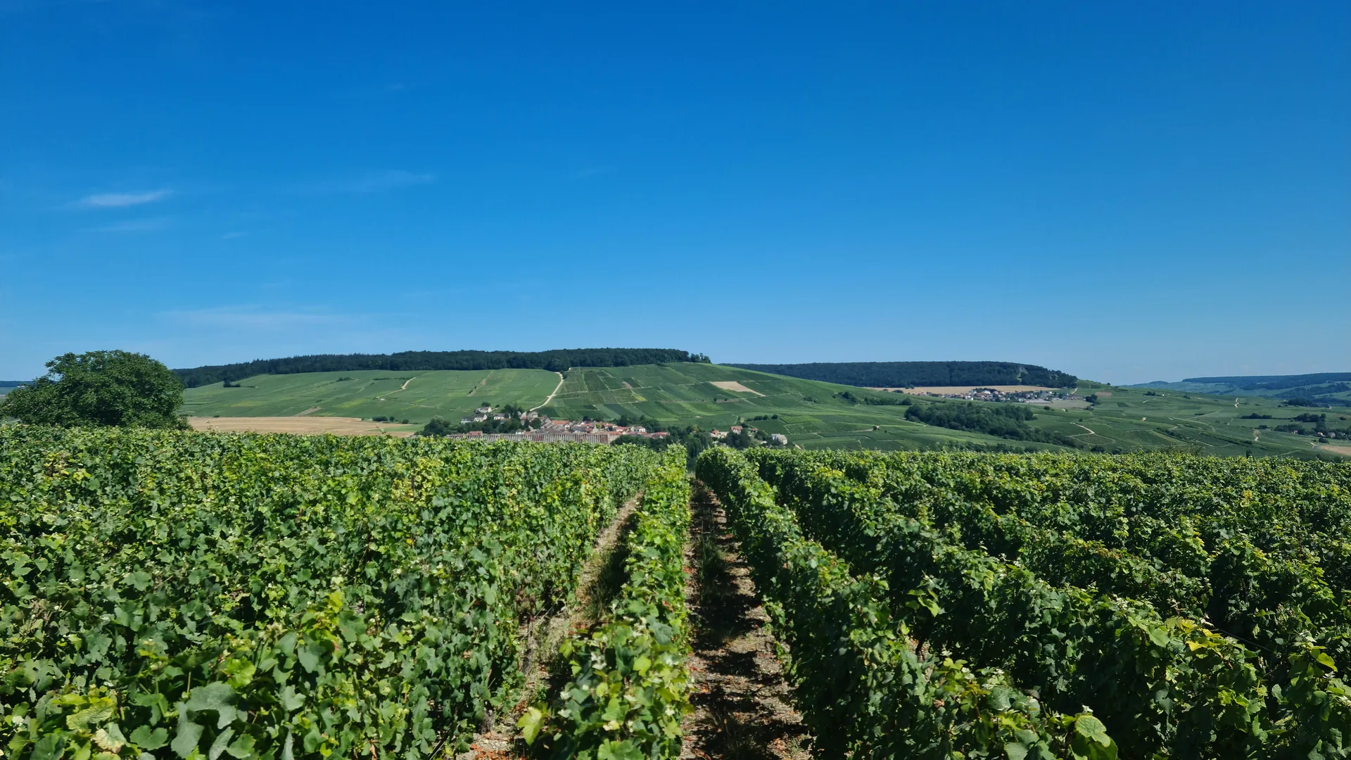 Vineyards of the Champagne region near Épernay, France