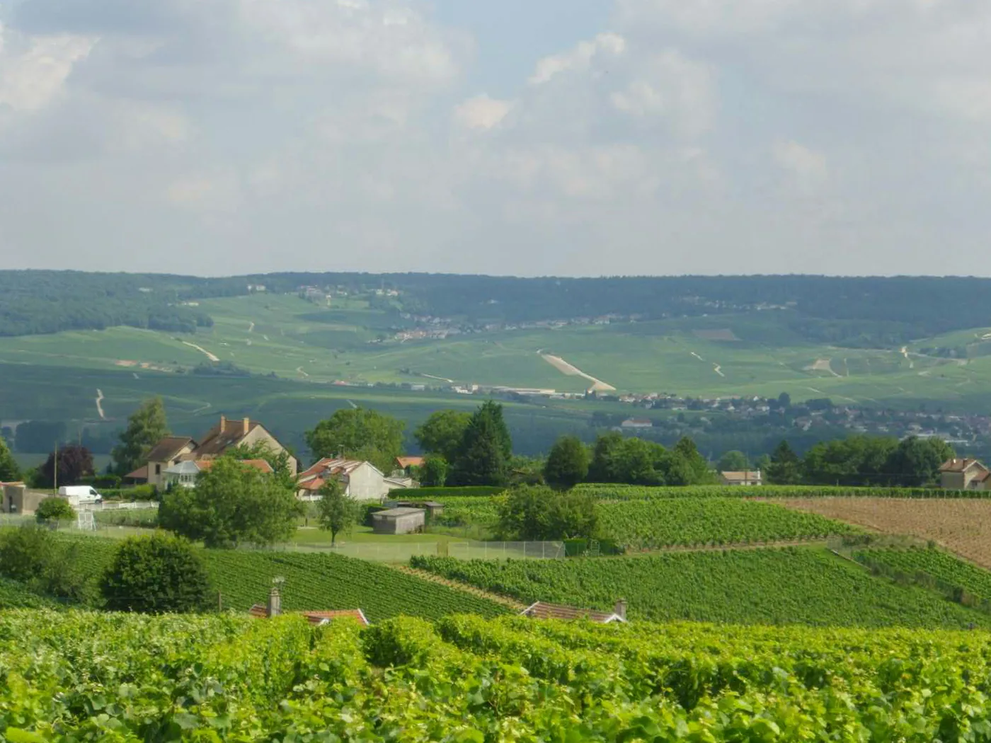 Vineyards on the chalk hillsides of the Champagne region